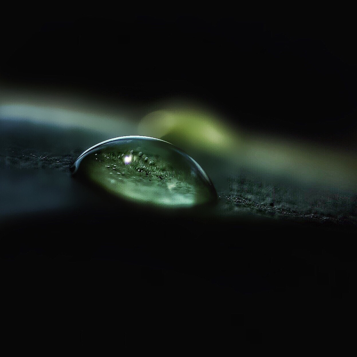 Canon 90mm sample photo. Crocodile herbal photography