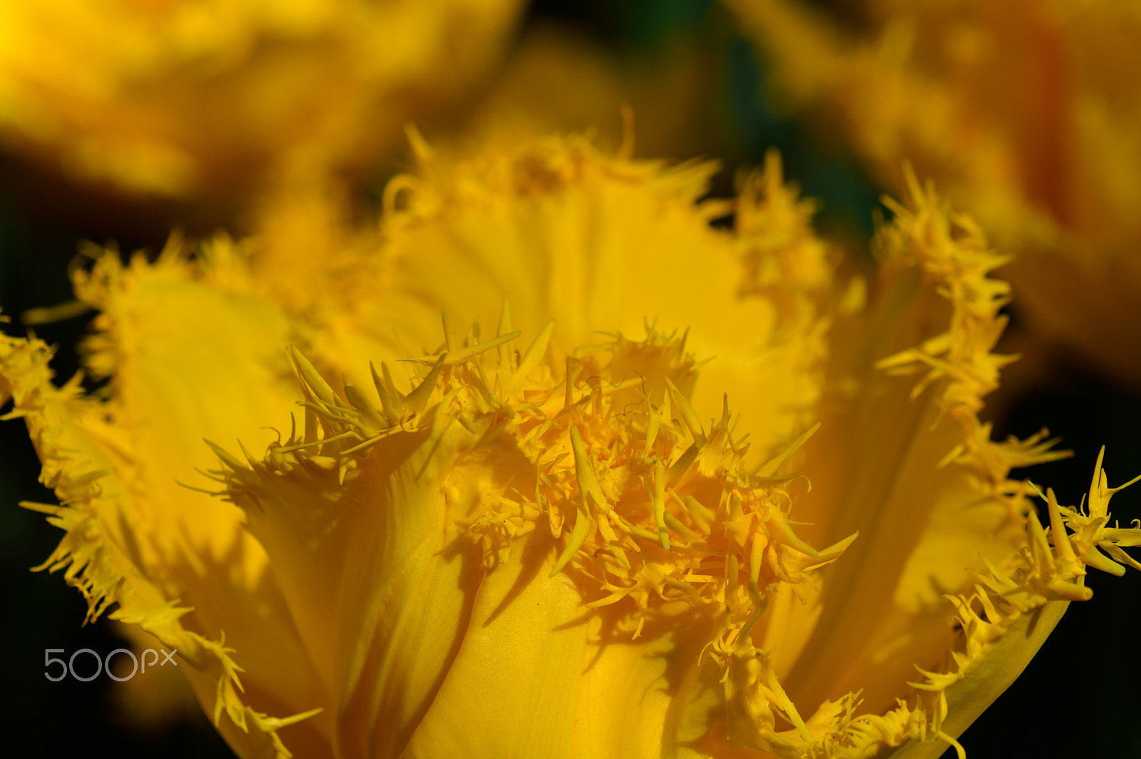Nikon AF-S DX Micro-Nikkor 85mm F3.5G ED VR sample photo. The close the clean photography