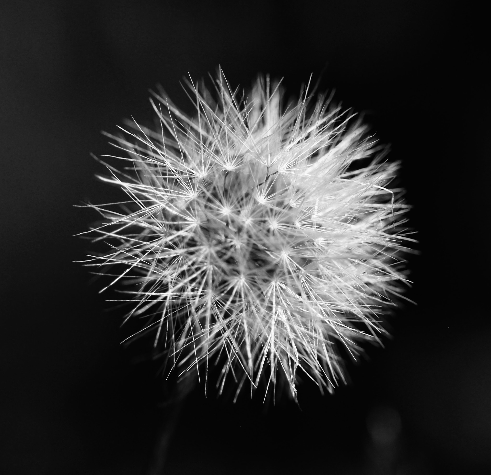 Sigma 105mm F2.8 EX DG OS HSM sample photo. () photography