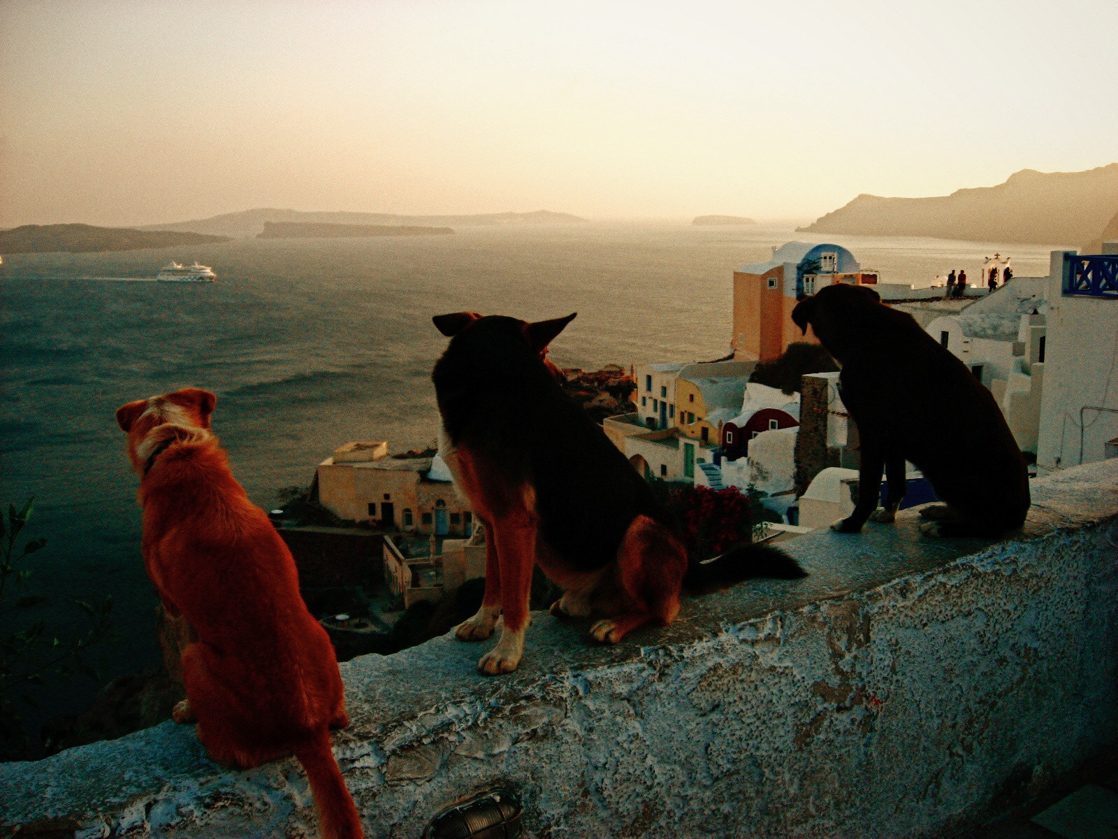 Canon POWERSHOT A540 sample photo. Strays at sunset in santorini photography