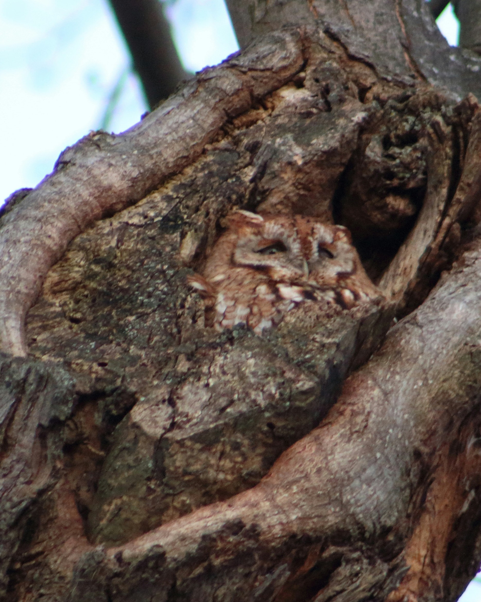 Canon EF 75-300mm f/4-5.6 USM sample photo. X photography