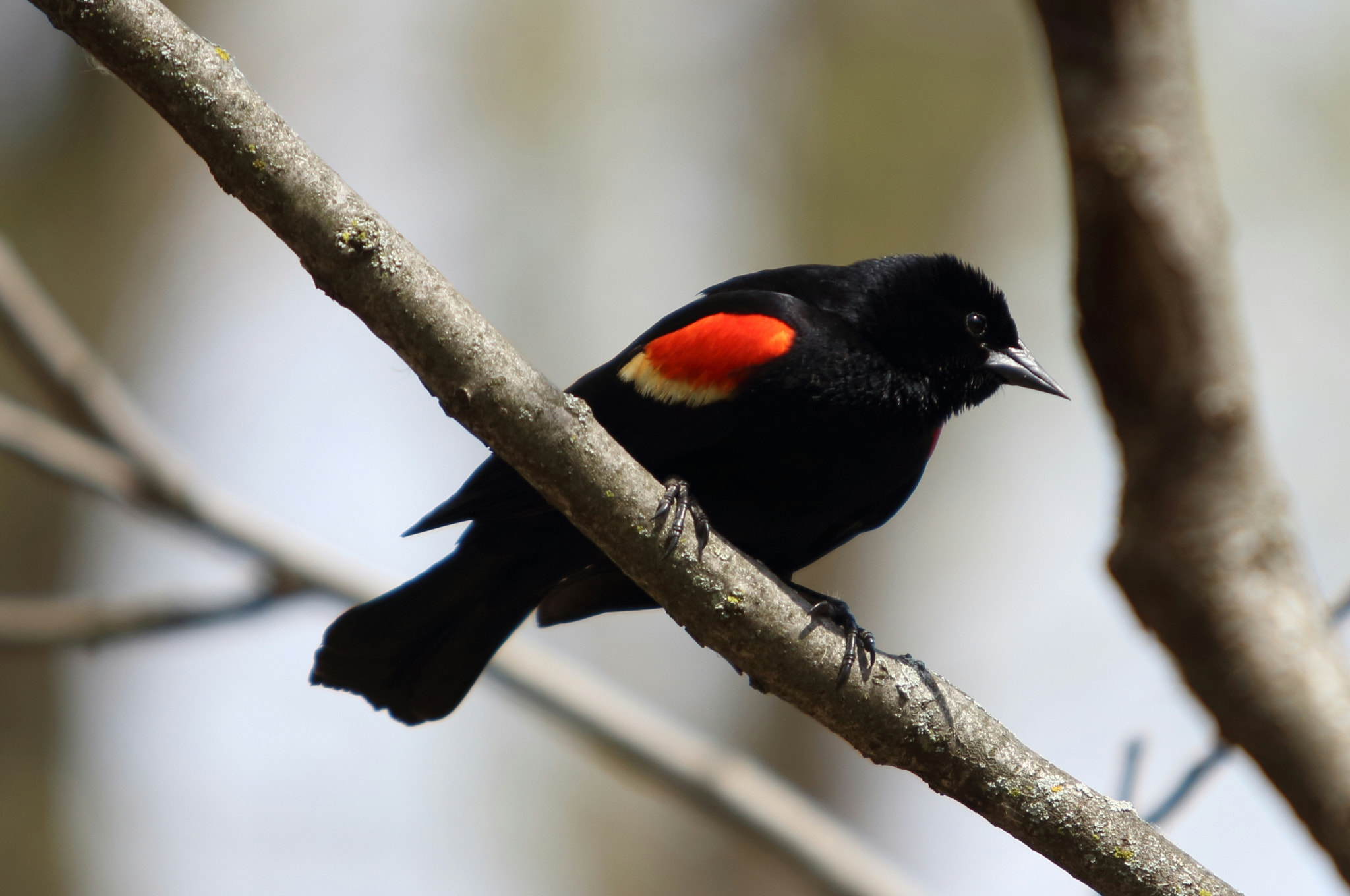 Canon EF 70-200mm F2.8L USM sample photo. Img00124.jpg photography