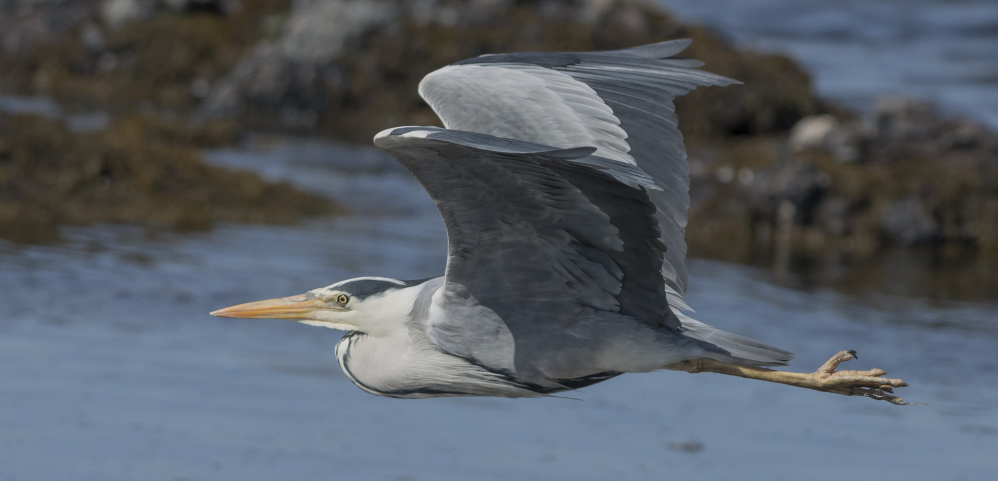 Nikon AF-S Nikkor 300mm F2.8G ED VR II sample photo. Grey heron. photography