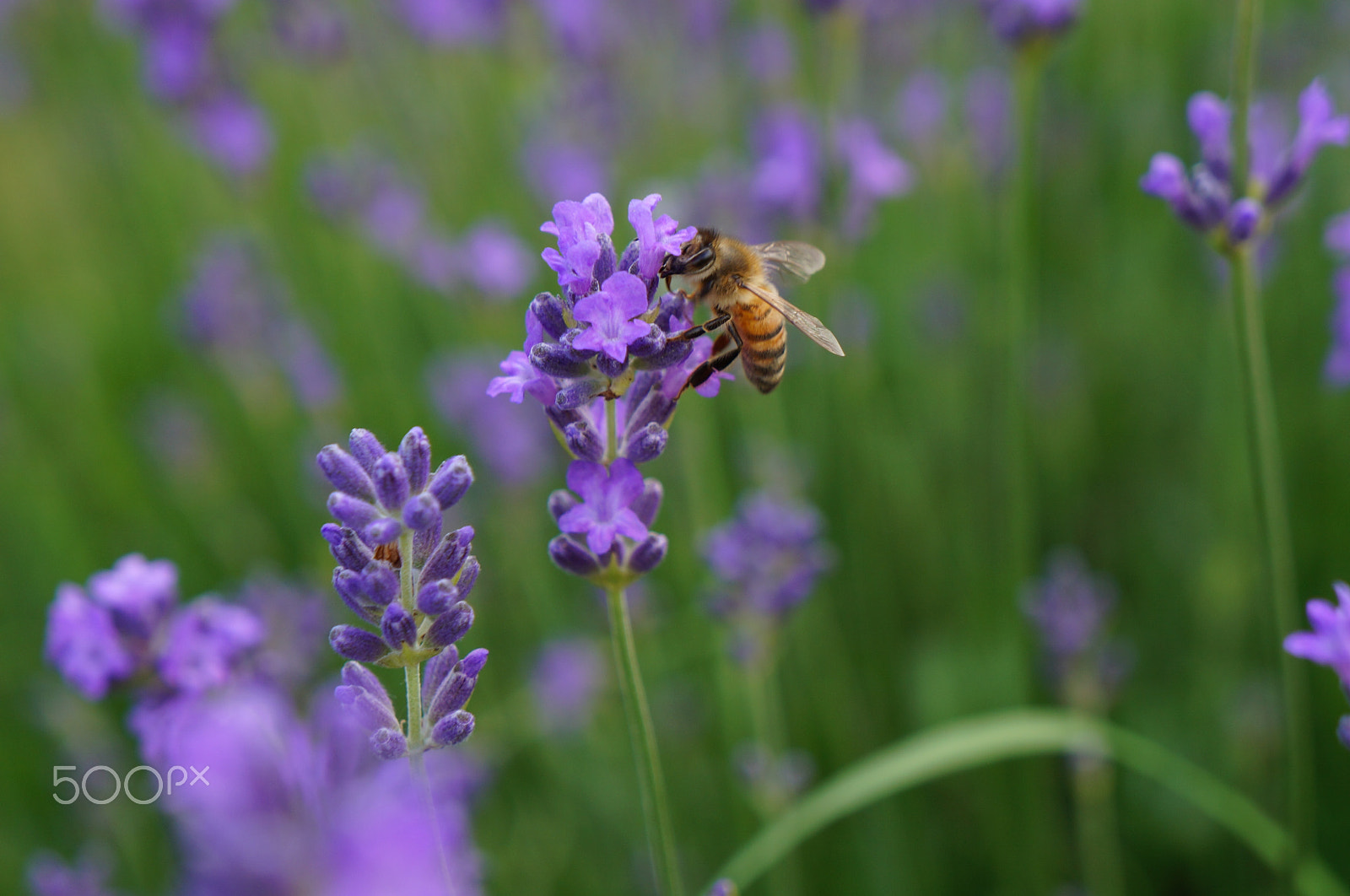 Sony E 18-55mm F3.5-5.6 OSS sample photo. Busy bee at work photography