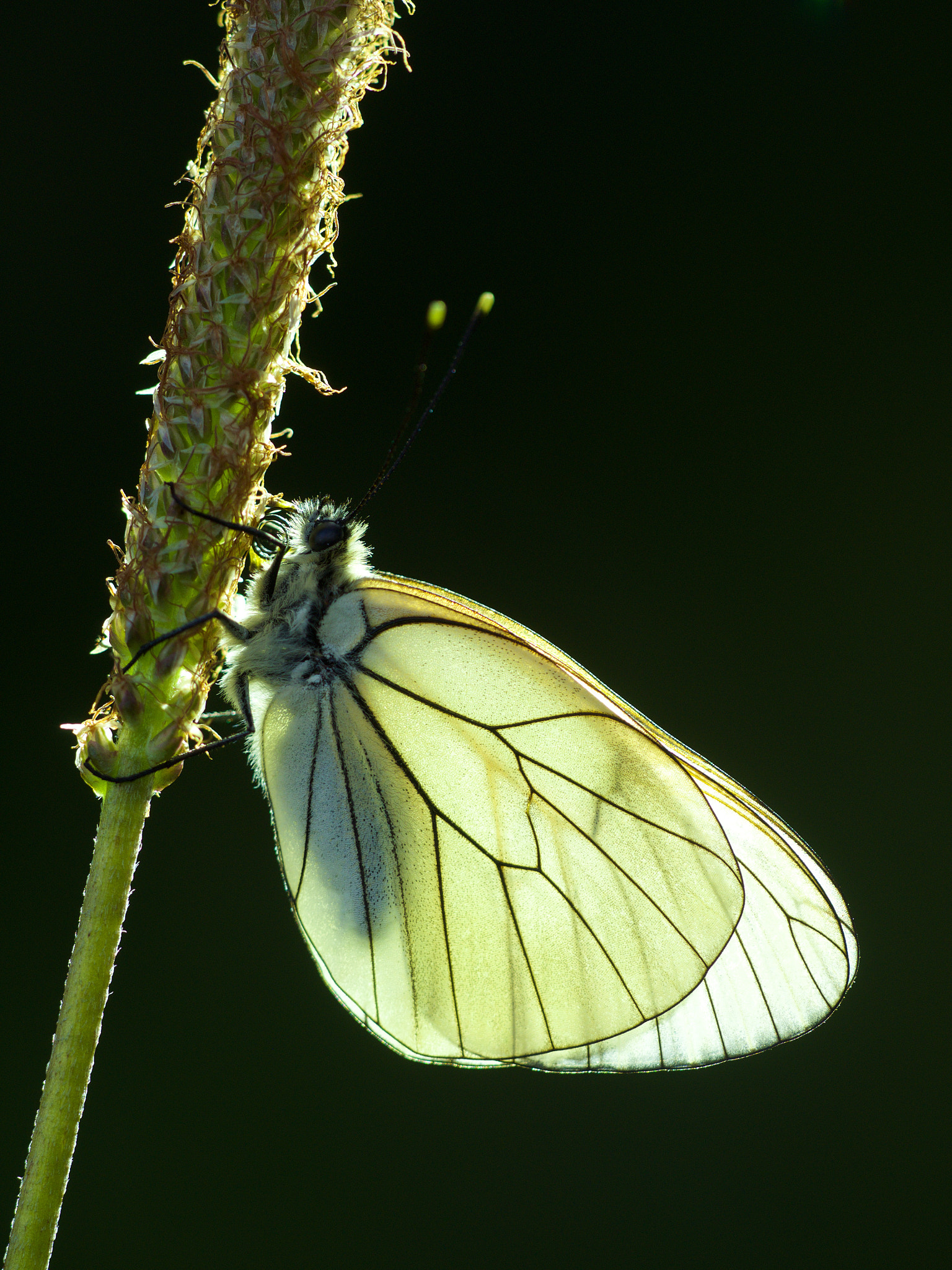 Sigma 150mm F2.8 EX DG Macro HSM sample photo. Black-veined white photography