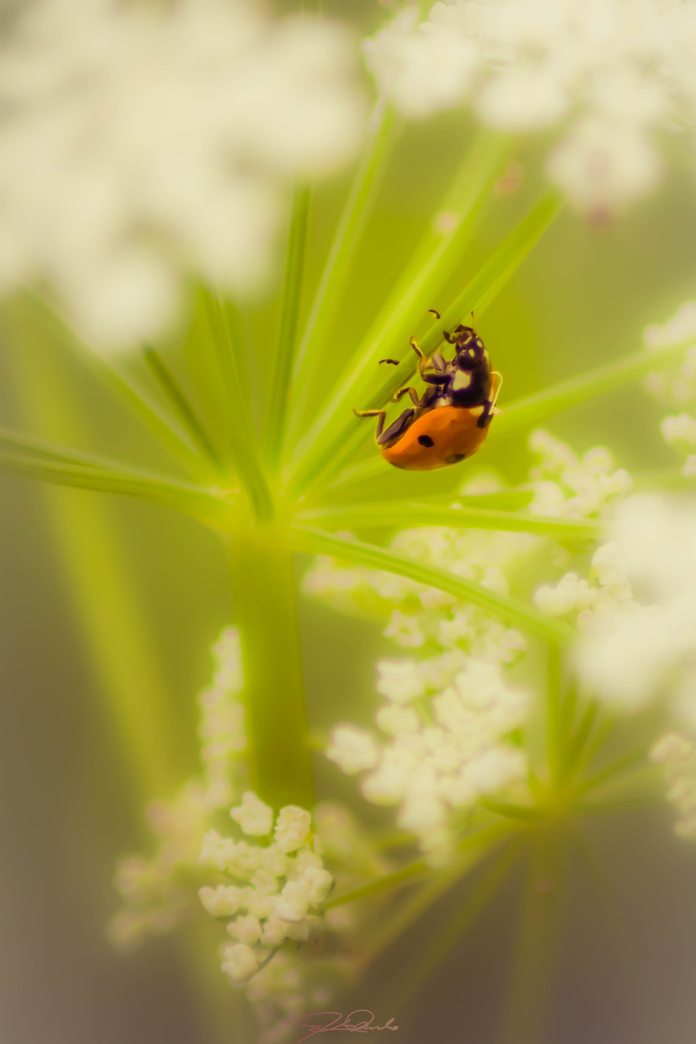 Canon EOS 500D (EOS Rebel T1i / EOS Kiss X3) sample photo. Climber photography