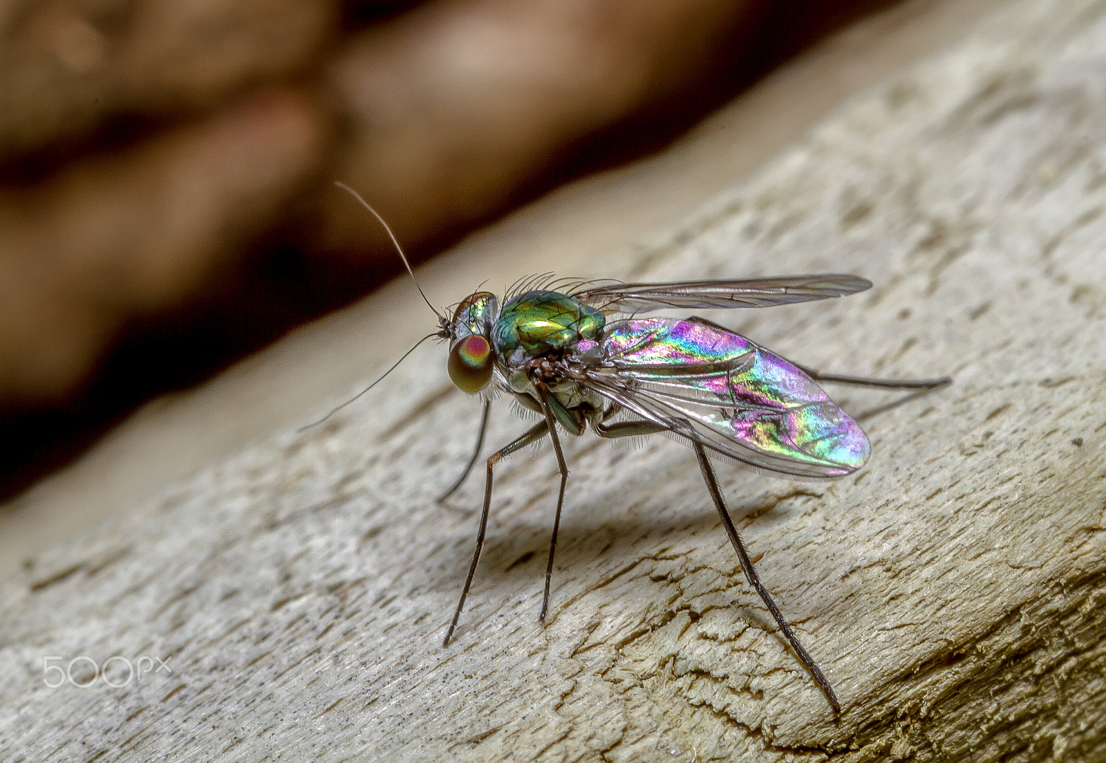 Canon MP-E 65mm F2.5 1-5x Macro Photo sample photo. Fly photography