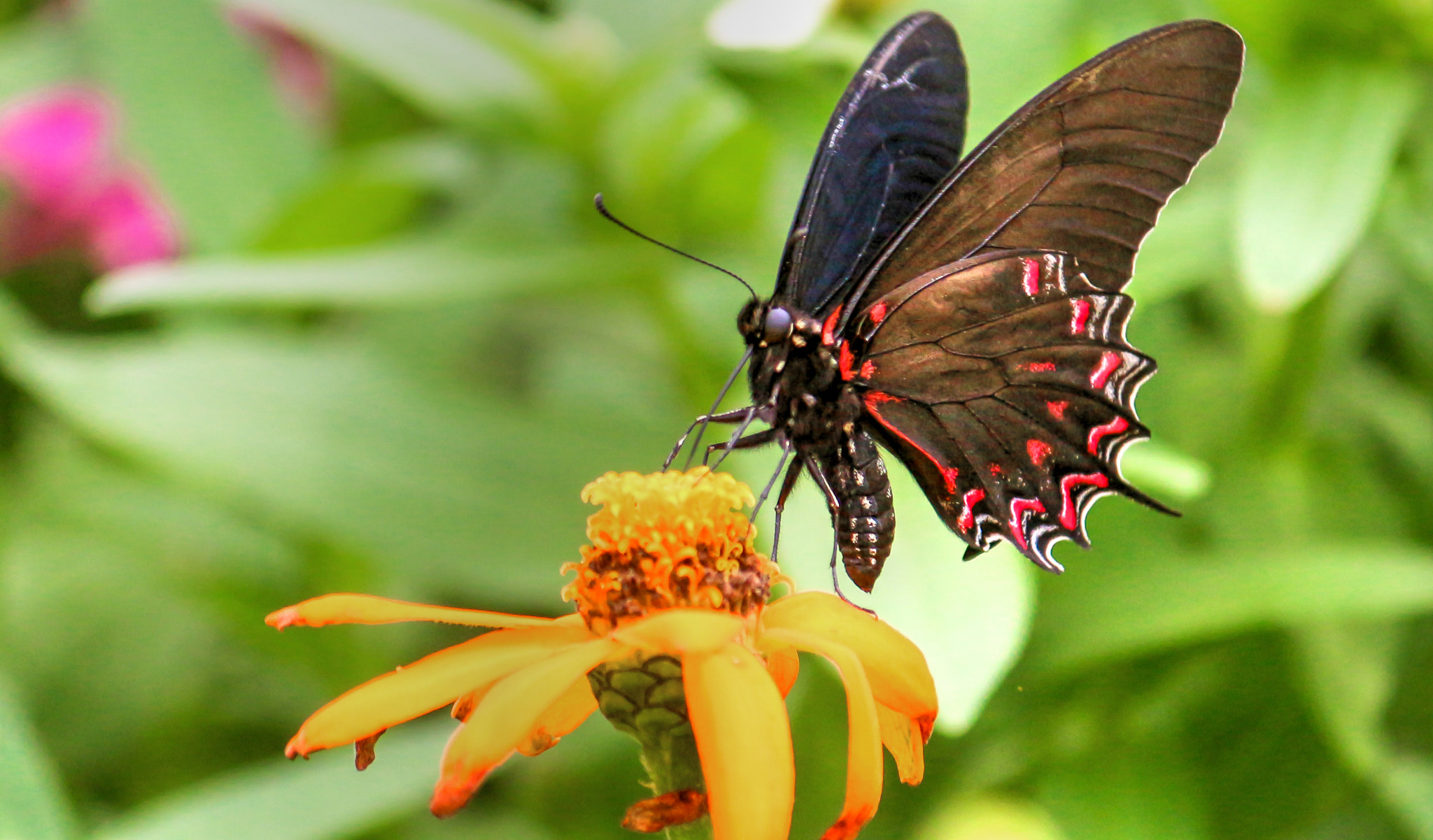 Canon EOS 650D (EOS Rebel T4i / EOS Kiss X6i) sample photo. Searching for the next sip of nectar photography