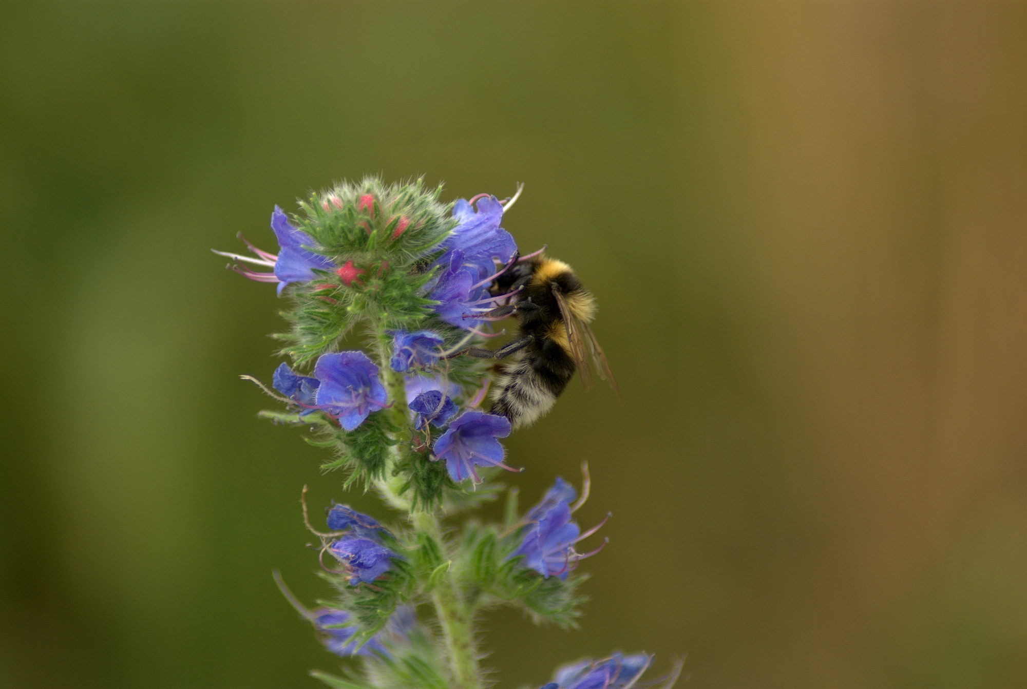 Pentax K10D + A Series Lens sample photo. Bumble-bee photography