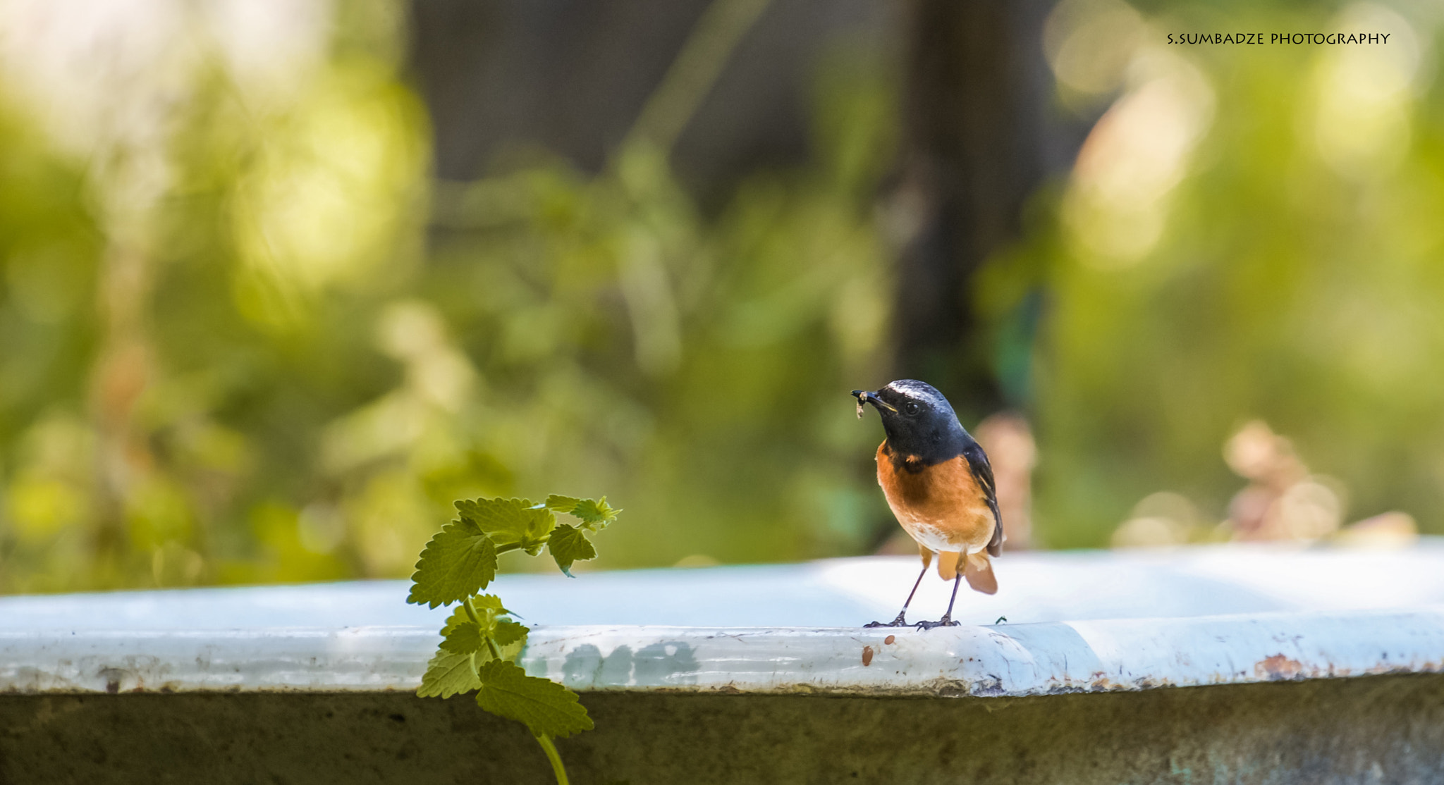 Canon EOS-1Ds Mark III sample photo. Bird photography