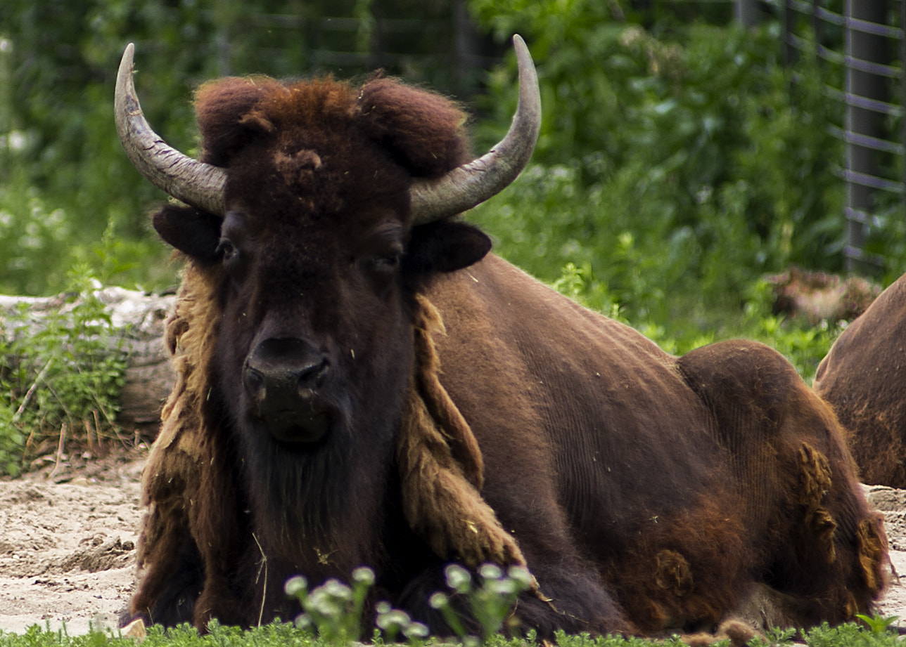 AF Zoom-Nikkor 80-200mm f/2.8 ED sample photo. American bison photography
