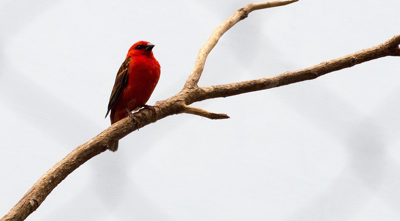 AF Zoom-Nikkor 80-200mm f/2.8 ED sample photo. Red bird on branch photography
