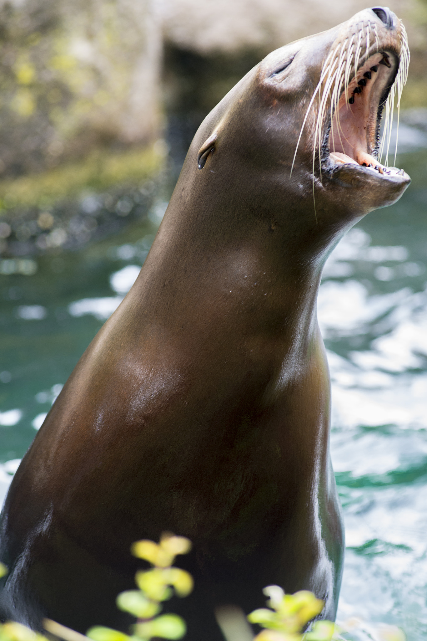 AF Zoom-Nikkor 80-200mm f/2.8 ED sample photo. California sea lion photography