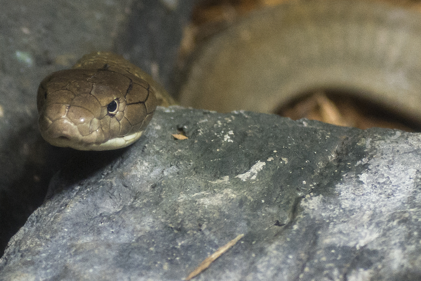 AF Zoom-Nikkor 80-200mm f/2.8 ED sample photo. Asiatic cobra photography