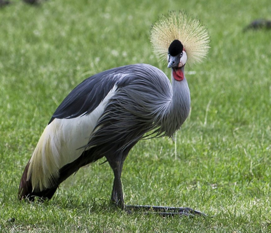 AF Zoom-Nikkor 80-200mm f/2.8 ED sample photo. _nd46086.jpg photography