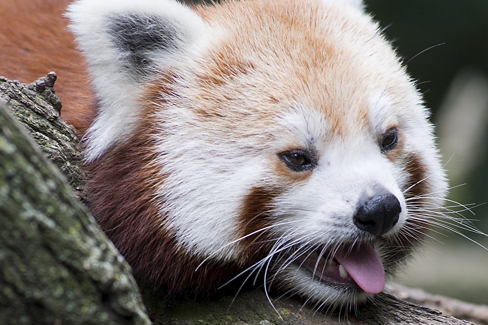AF Zoom-Nikkor 80-200mm f/2.8 ED sample photo. Red panda photography