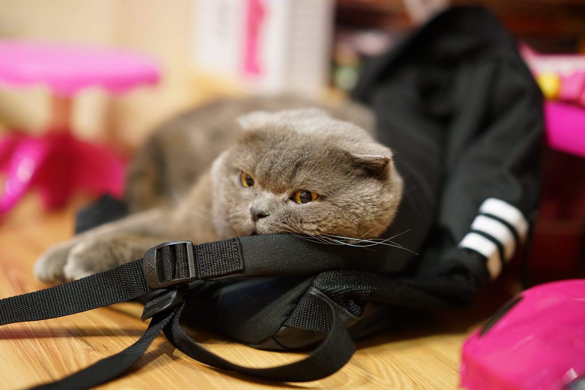 Sony FE 85mm F1.4 GM sample photo. Untitled photography