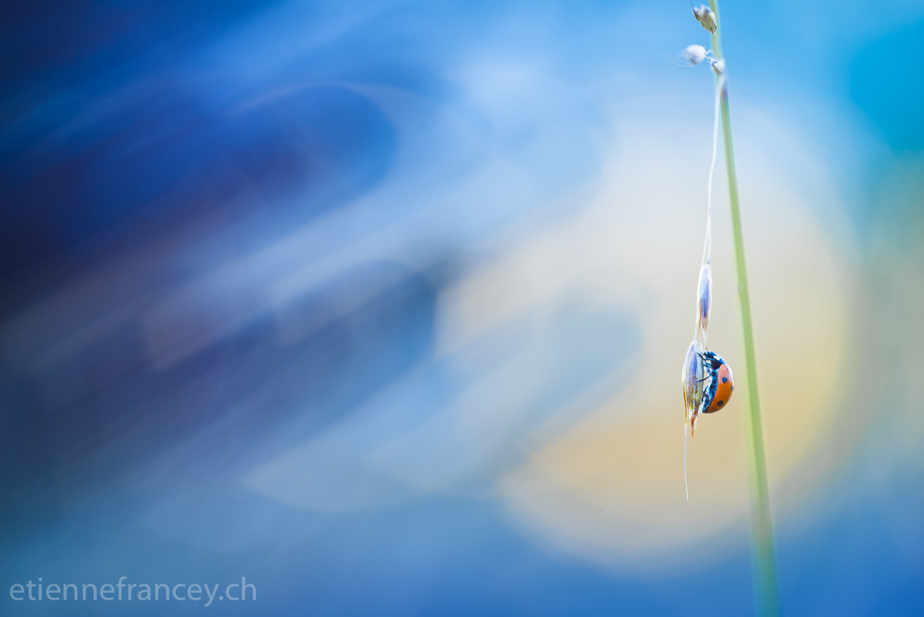 Sigma 150mm F2.8 EX DG OS Macro HSM sample photo. Blues photography
