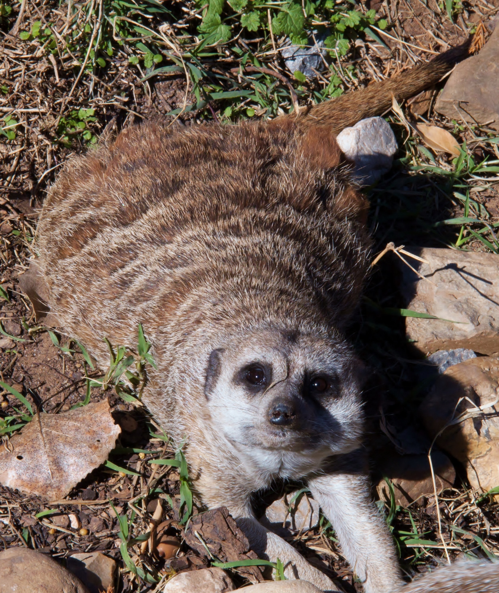 Sigma 18-200mm f/3.5-6.3 DC OS sample photo. Meerkats are so expressive ! this one seems very happy! photography