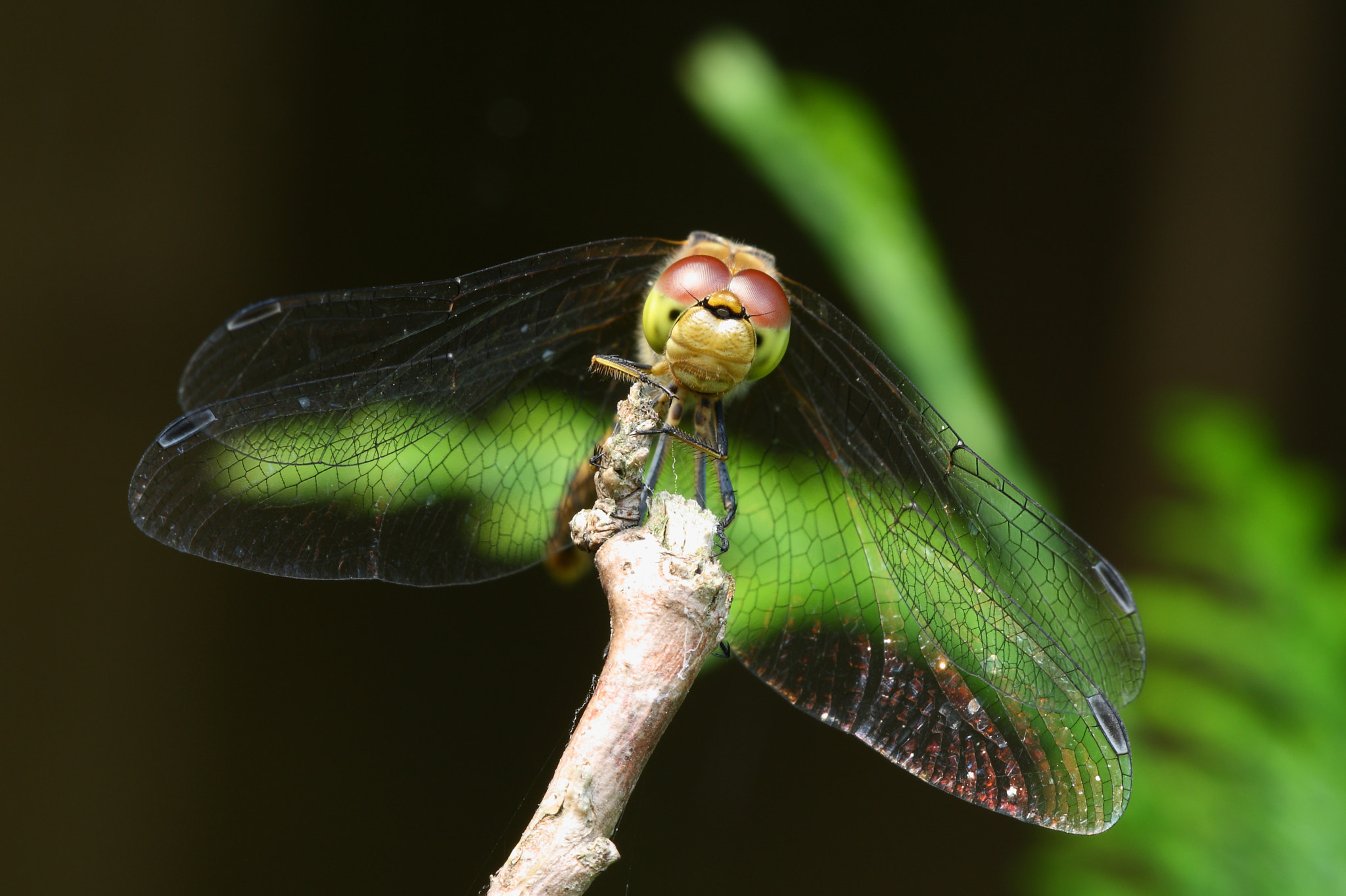 Sigma APO Macro 150mm f/2.8 EX DG HSM sample photo. Common darter photography