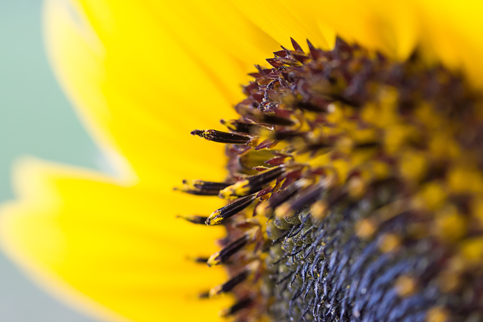 Sony SLT-A77 + Sony DT 55-200mm F4-5.6 SAM sample photo. Another sunflower  photography