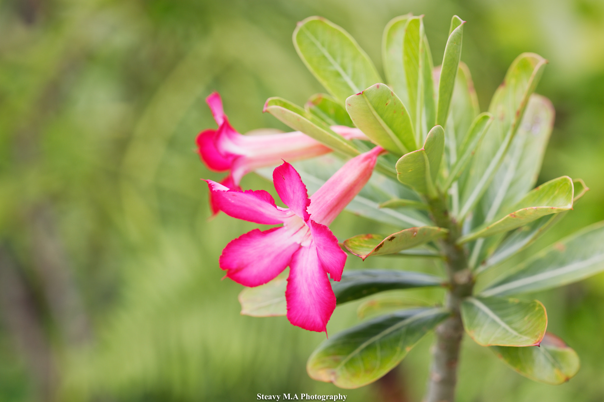 ZEISS Apo Sonnar T* 135mm F2 sample photo. The beautiful pink photography