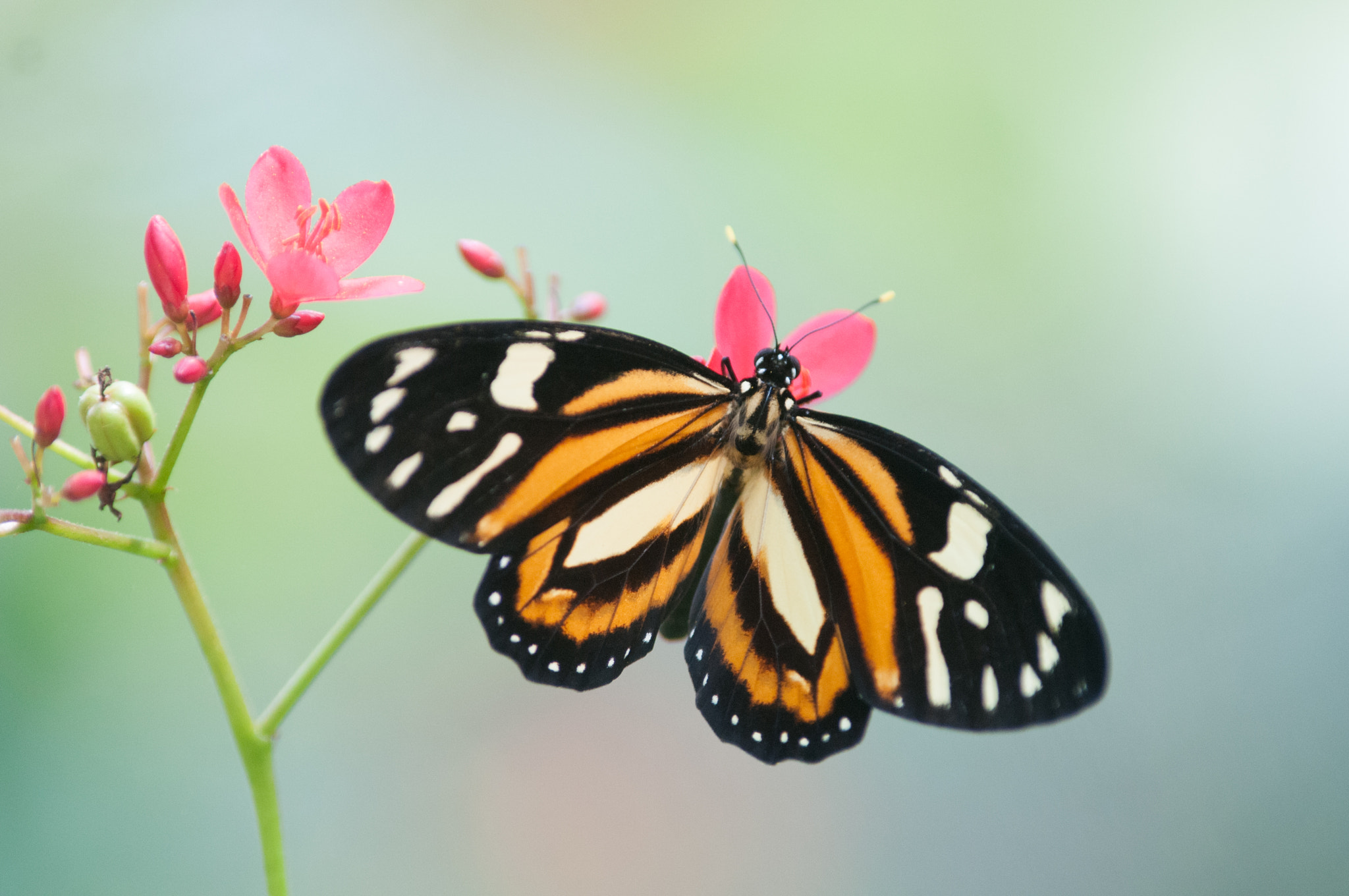Nikon D300S sample photo. Tropical milkweed butterfly photography