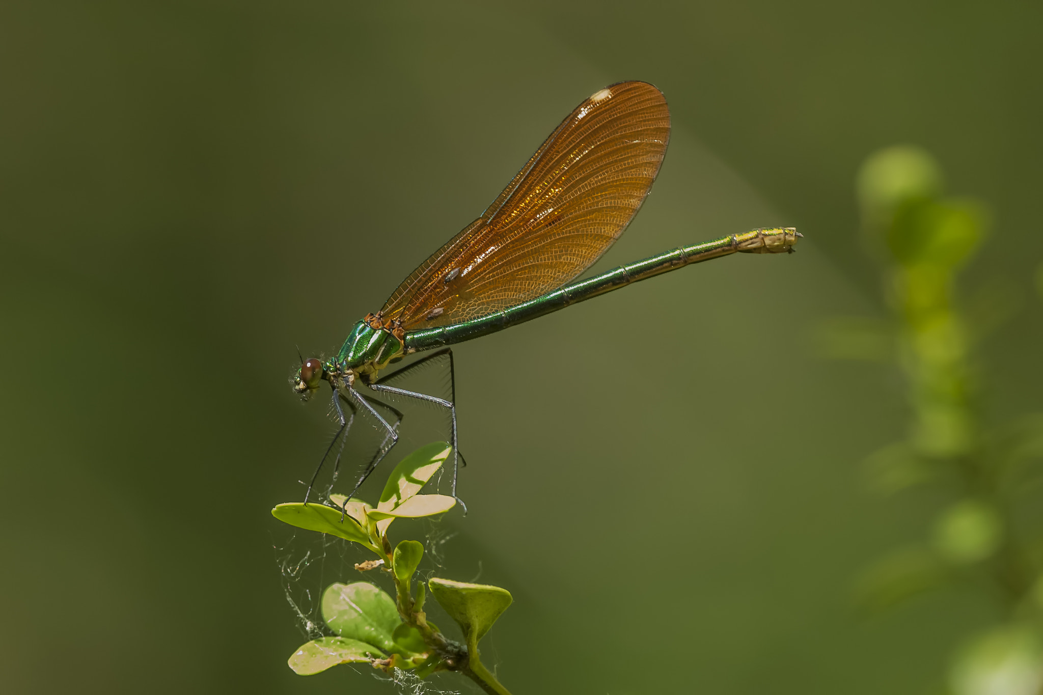 Nikon D2Xs sample photo. Calopterix virgo ♀ photography