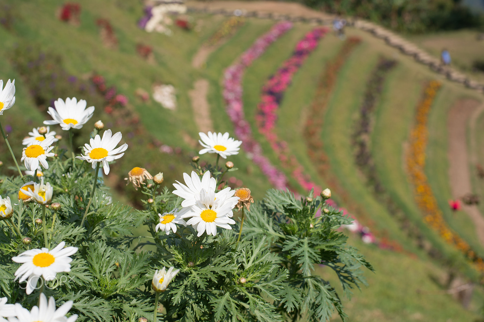 Nikon D4S + Nikon AF-S Nikkor 50mm F1.8G sample photo. Chrysanthemum garden in the mountains,selective focus point photography