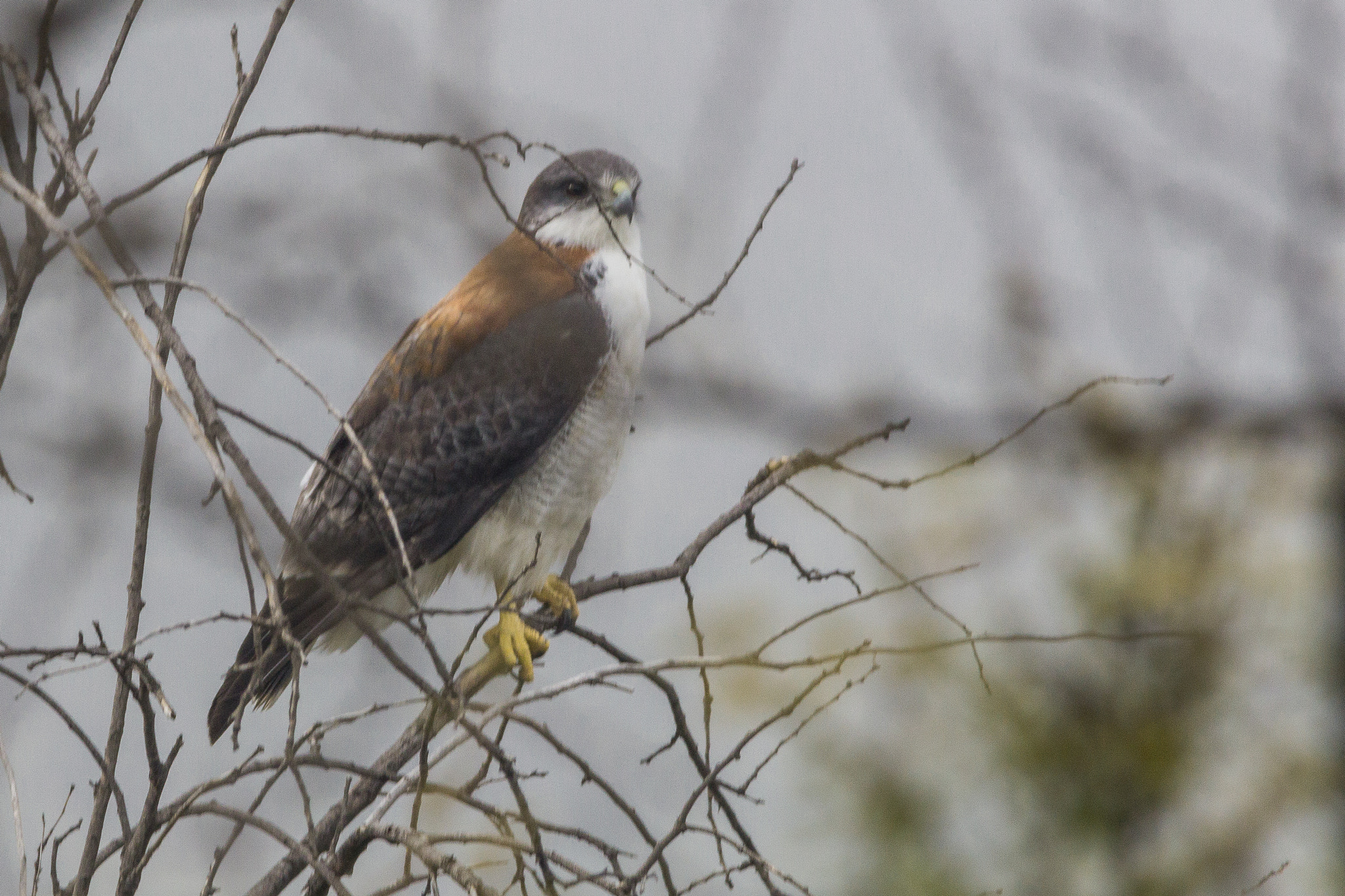 Sigma 150-500mm F5-6.3 DG OS HSM sample photo. Aguilucho photography