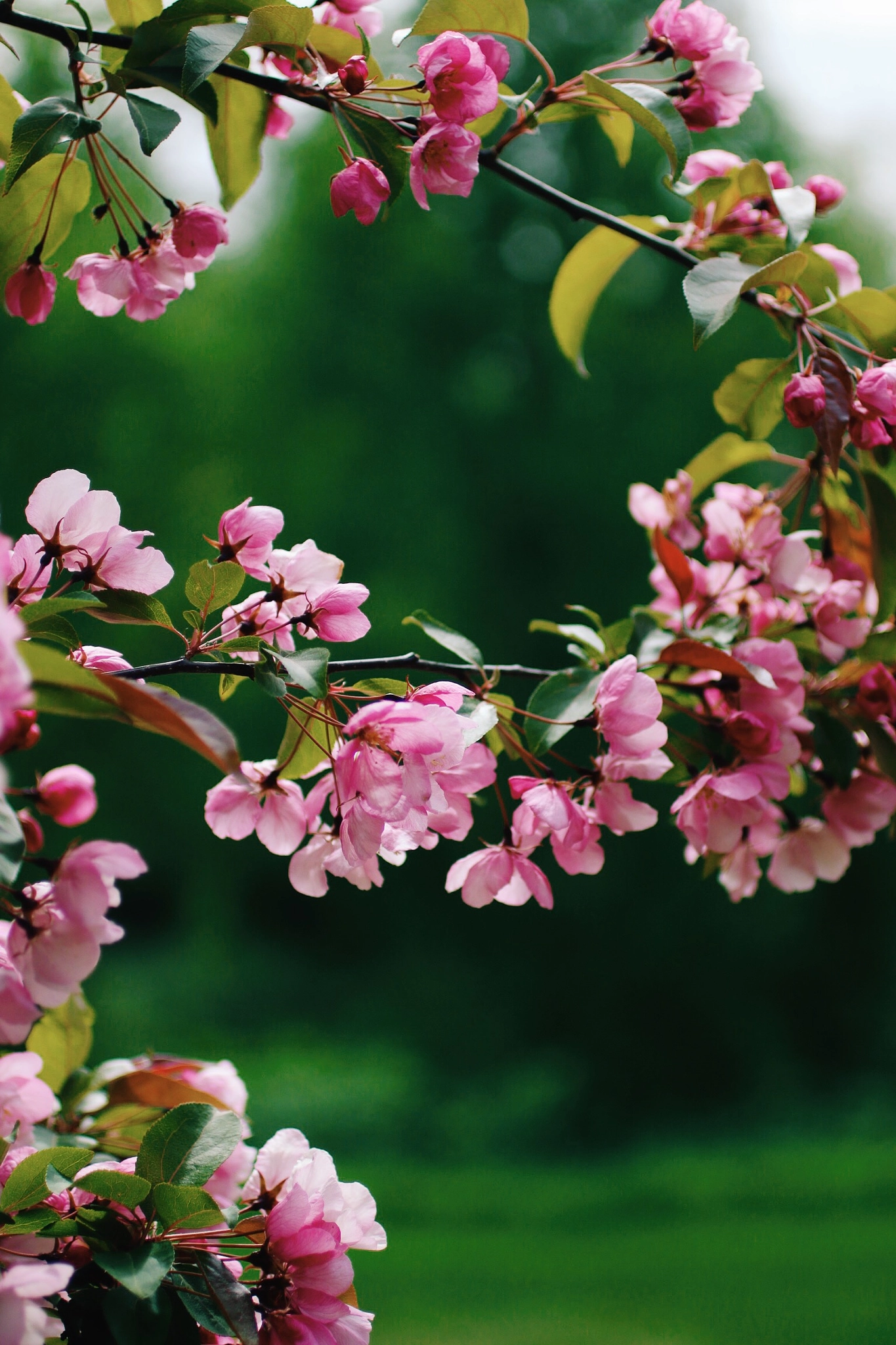 Canon EOS 70D + Canon EF 50mm F2.5 Macro sample photo