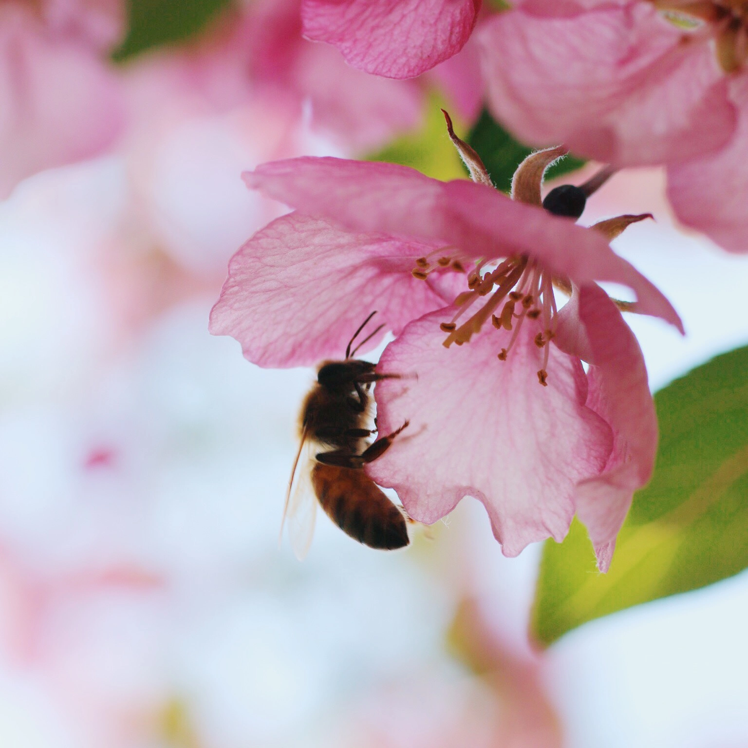Canon EOS 70D + Canon EF 50mm F2.5 Macro sample photo