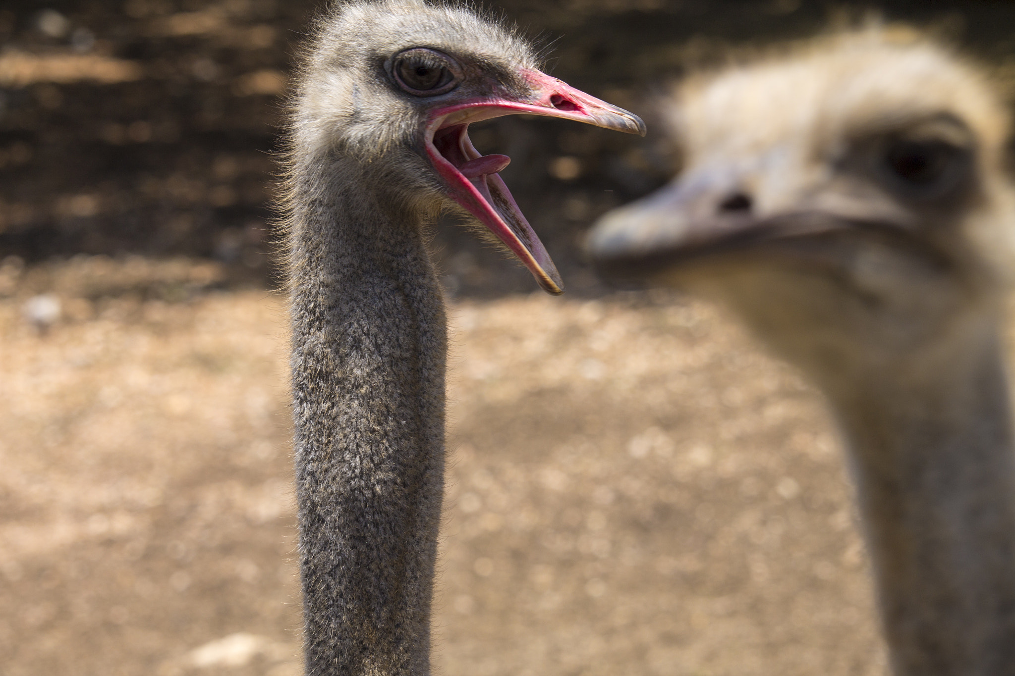 Canon EF-S 55-250mm F4-5.6 IS STM sample photo. Ostrich tongue photography