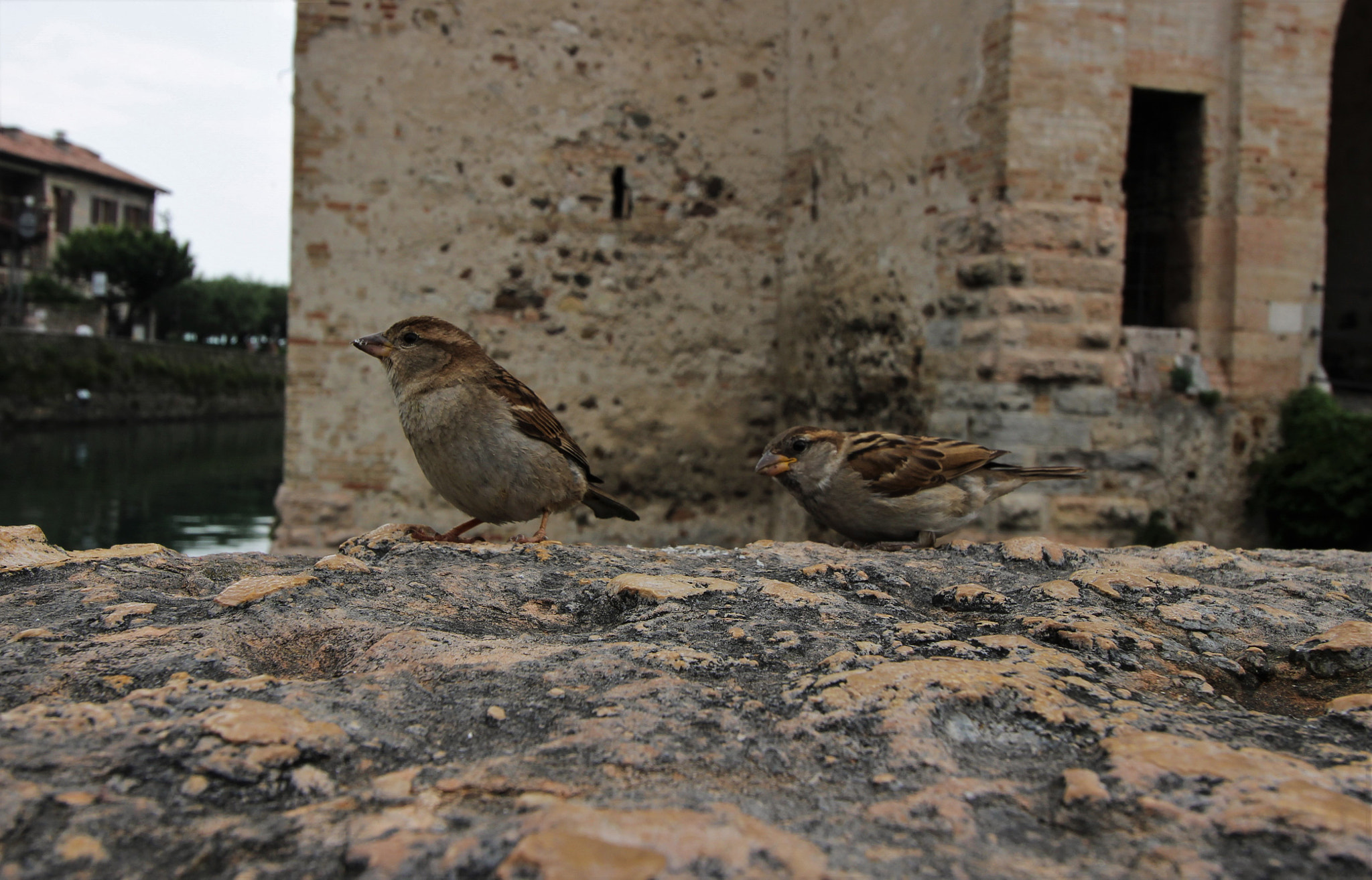 Canon EF-S 10-18mm F4.5–5.6 IS STM sample photo. Birds couple photography