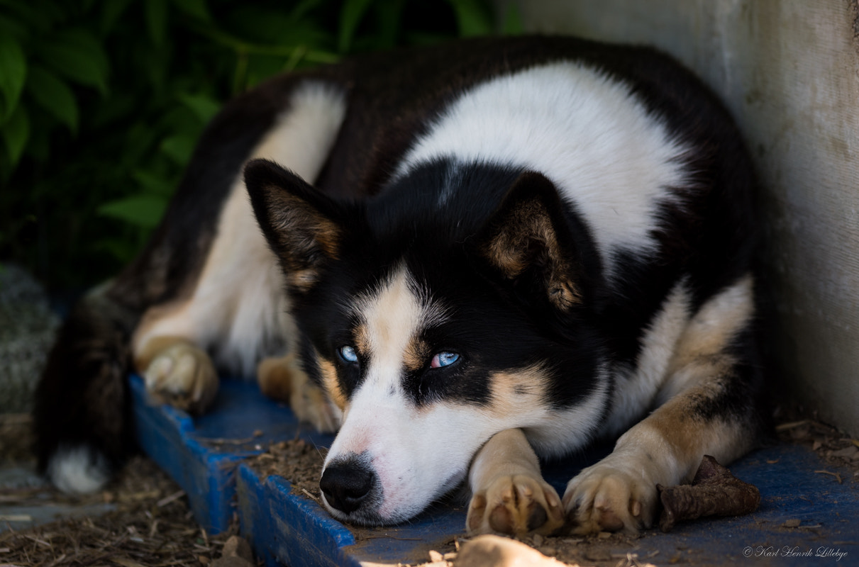 Sigma 105mm F2.8 EX DG OS HSM sample photo. Relaxing in the summer heat photography