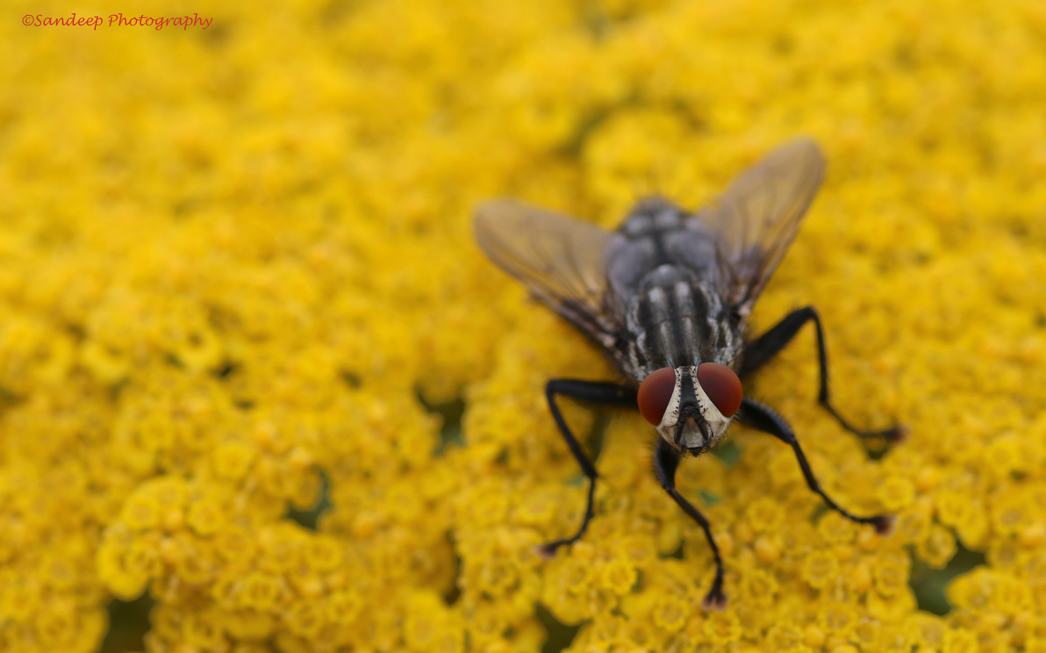 Canon EOS 750D (EOS Rebel T6i / EOS Kiss X8i) + Tamron SP AF 90mm F2.8 Di Macro sample photo. Fly macro photography