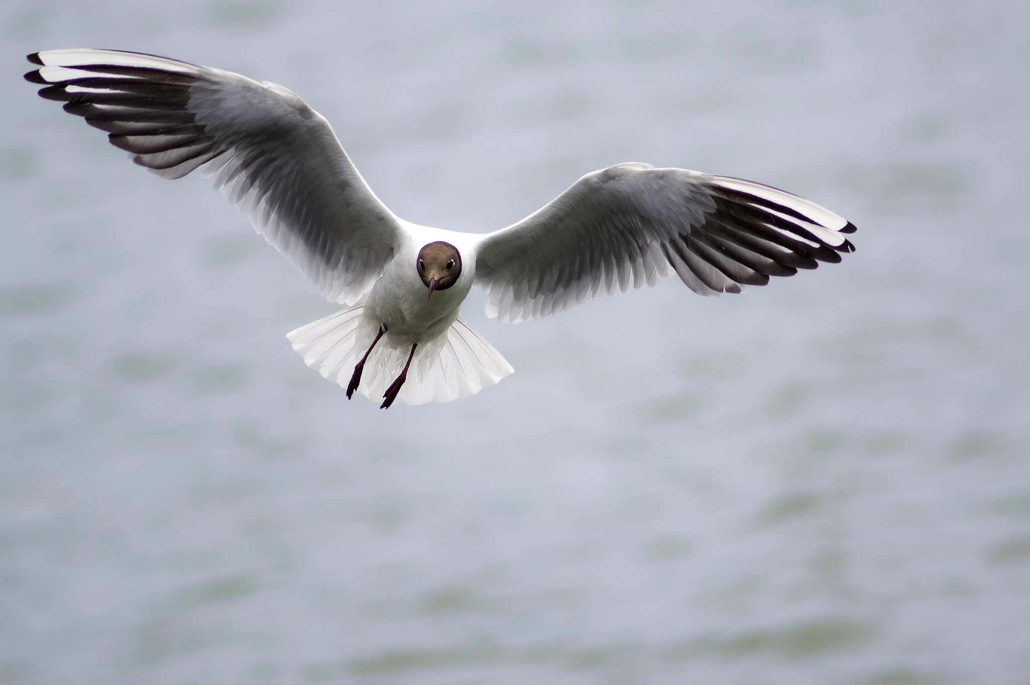 Pentax K-3 II + Pentax smc DA* 200mm F2.8 ED (IF) SDM sample photo. Wings photography