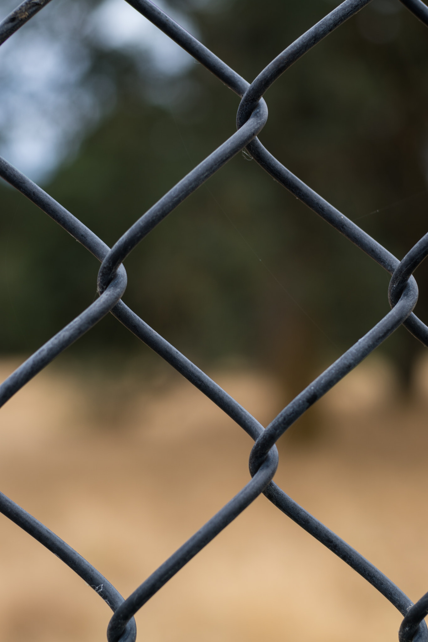 Sony Planar T* 50mm F1.4 ZA SSM sample photo