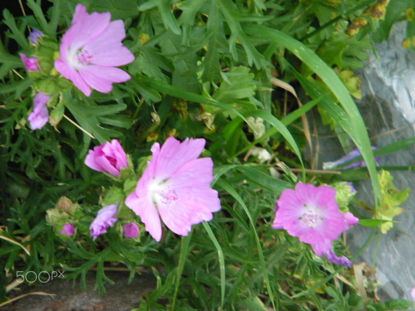 Kodak EASYSHARE Z1015 IS DIGITAL CAMERA sample photo. 100_1645.jpg photography