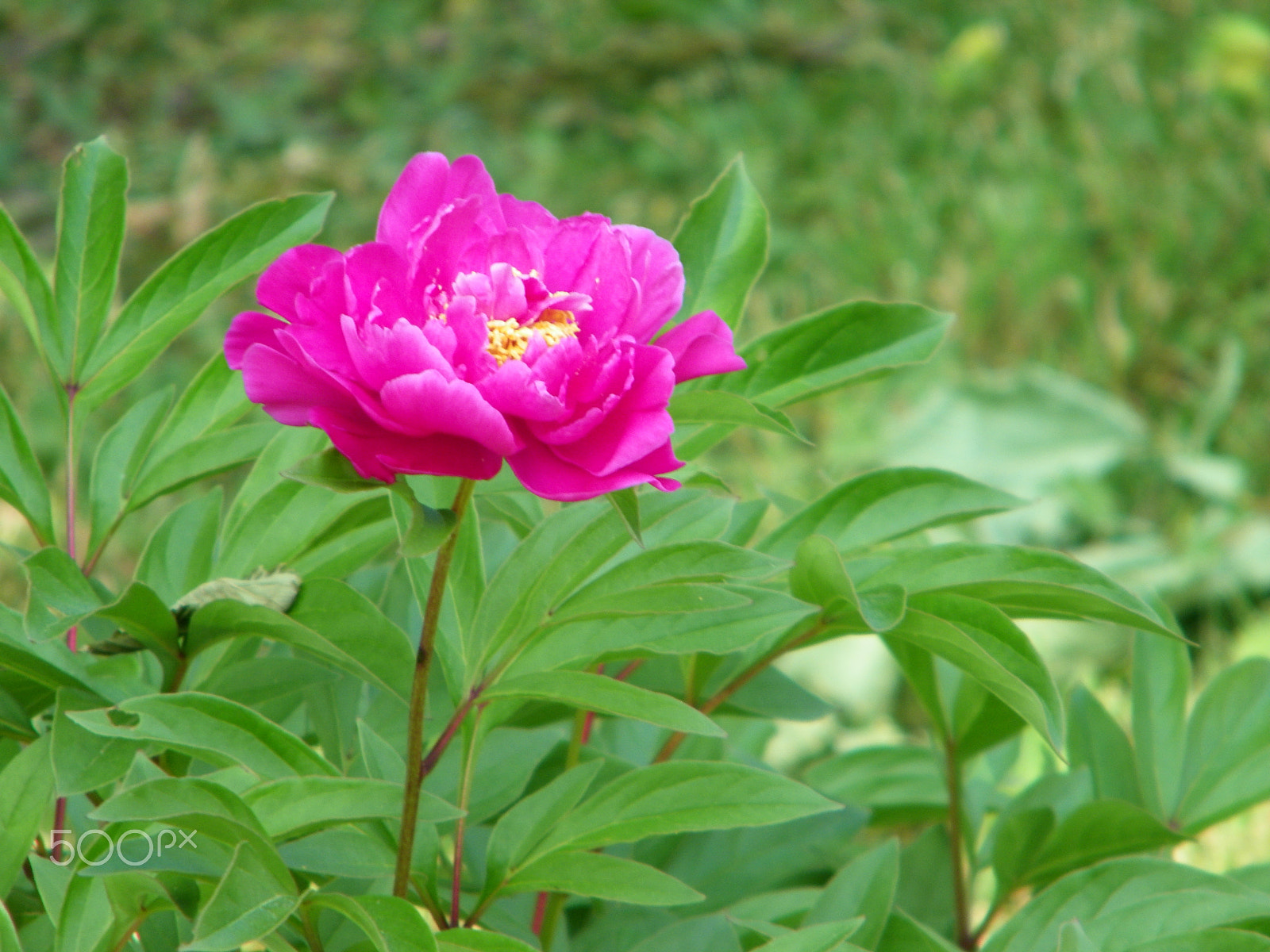 Kodak EASYSHARE Z1015 IS DIGITAL CAMERA sample photo. 100_1472.jpg photography