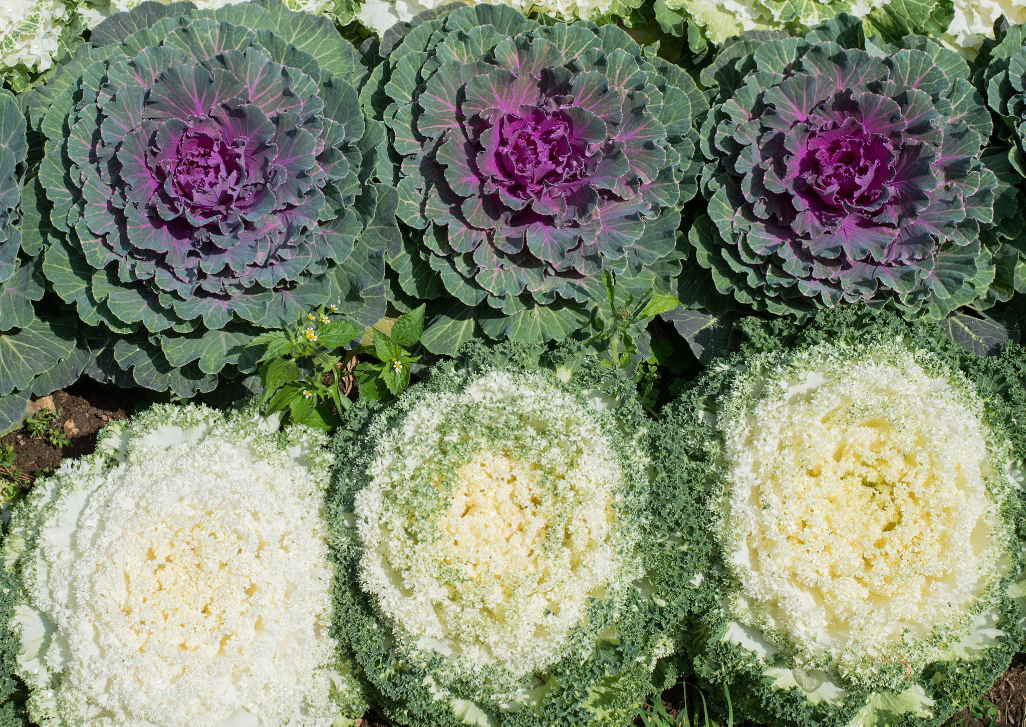 Nikon D4S + Nikon AF-S Nikkor 50mm F1.8G sample photo. Cauliflower photography