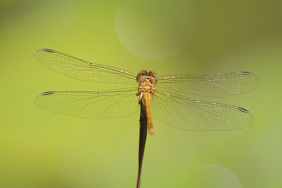 Canon EF-S 55-250mm F4-5.6 IS sample photo. Szitakötő photography