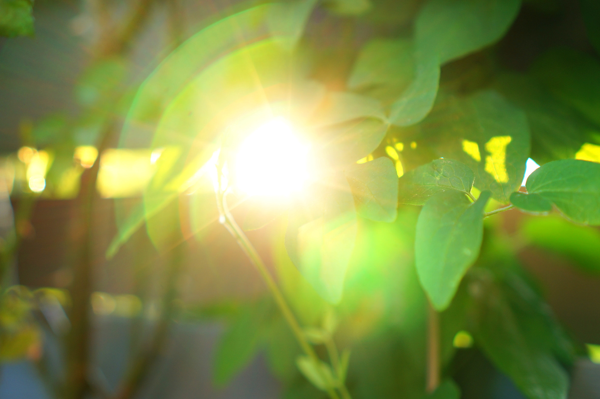 Sony E 35mm F1.8 OSS sample photo. Sun sets in green i photography