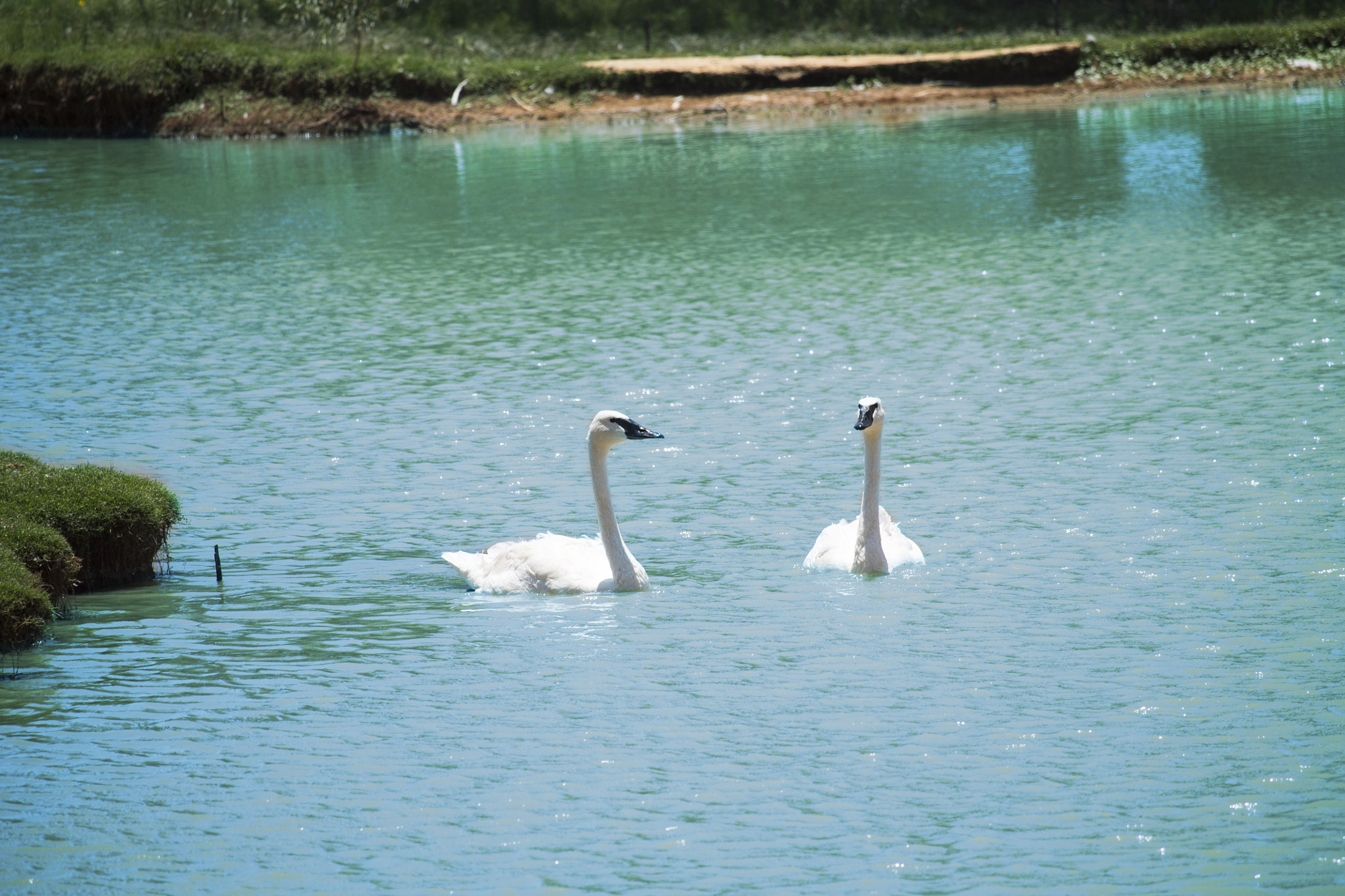 Canon EF-S 55-250mm F4-5.6 IS STM sample photo. Johnson city swans photography