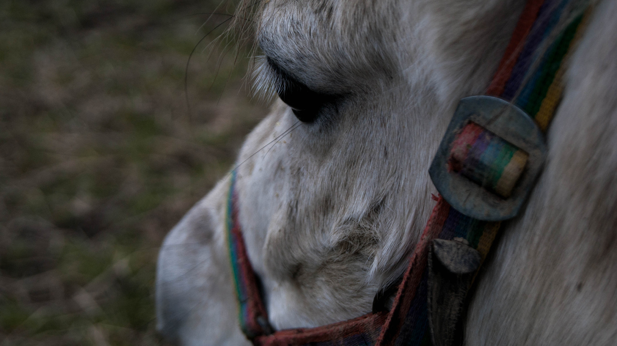 Sony Alpha DSLR-A230 sample photo. Horse photography