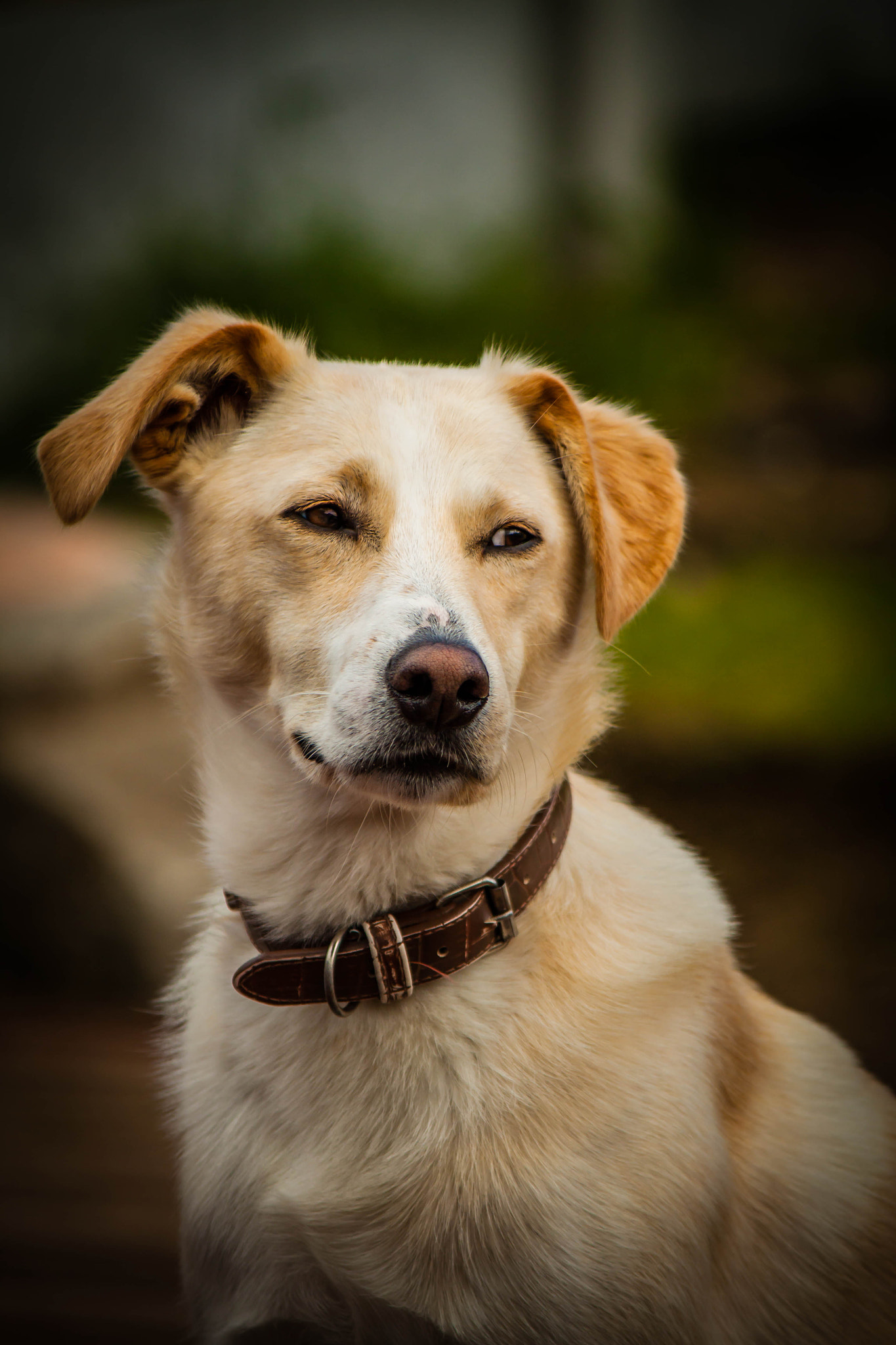 Canon EF-S 55-250mm F4-5.6 IS II sample photo. Handsome dude. photography