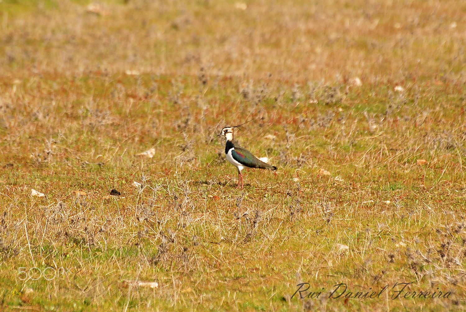 Nikon D50 sample photo. Abibe (vanellus vanellus) photography