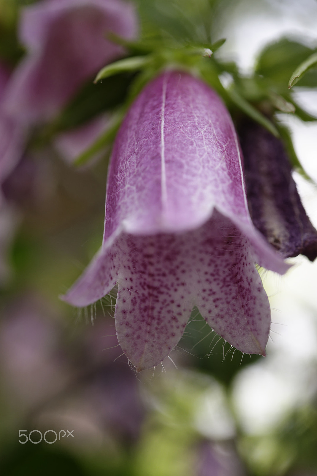 Nikon AF-S Micro-Nikkor 60mm F2.8G ED sample photo. Bellflower photography