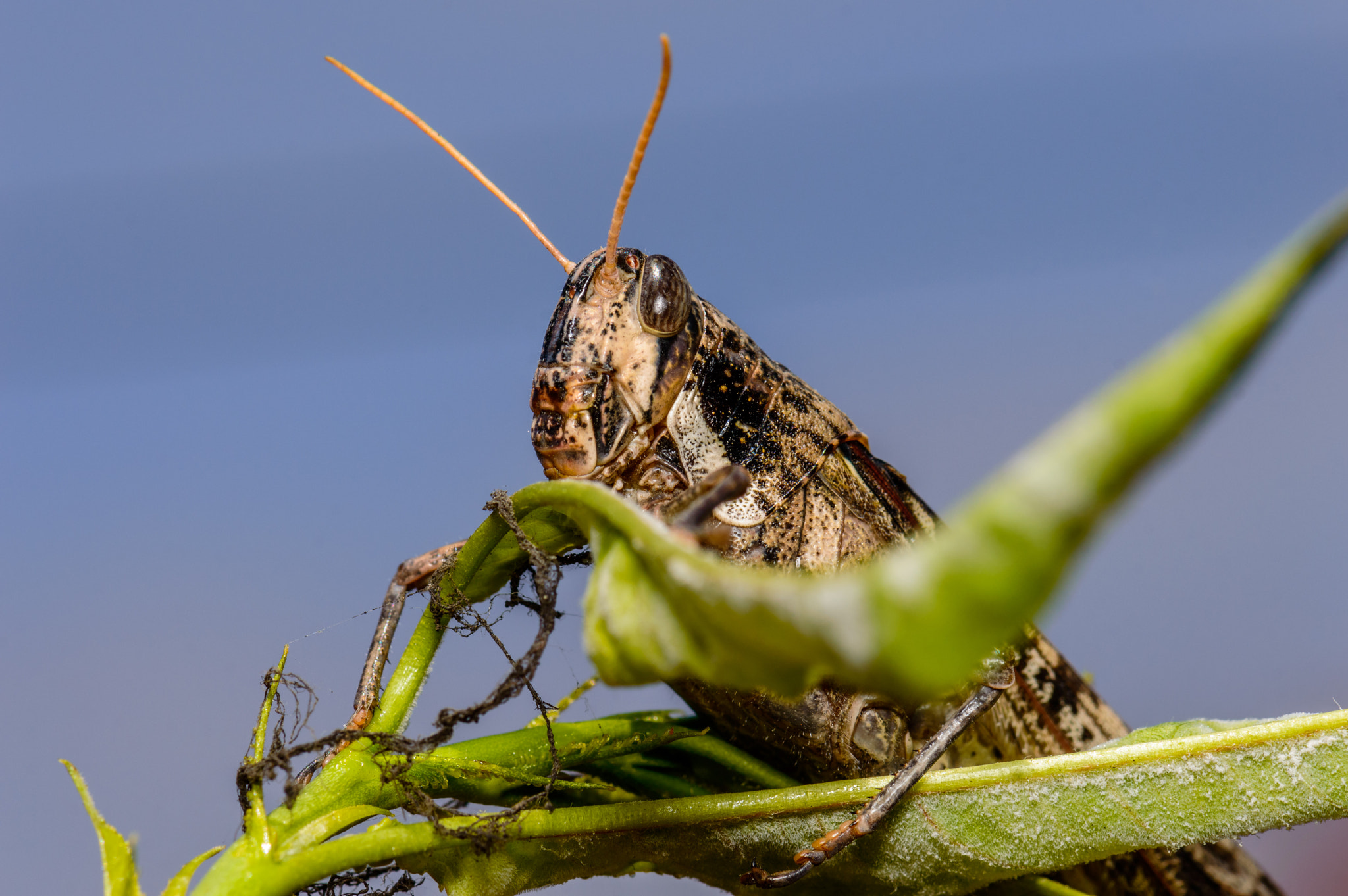 Nikon AF-S Micro-Nikkor 105mm F2.8G IF-ED VR sample photo. Cricket on leaves photography