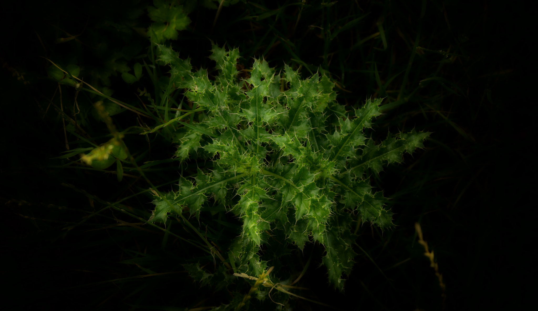 Samsung NX500 + NX 50-200mm F4-5.6 sample photo. Plant photography
